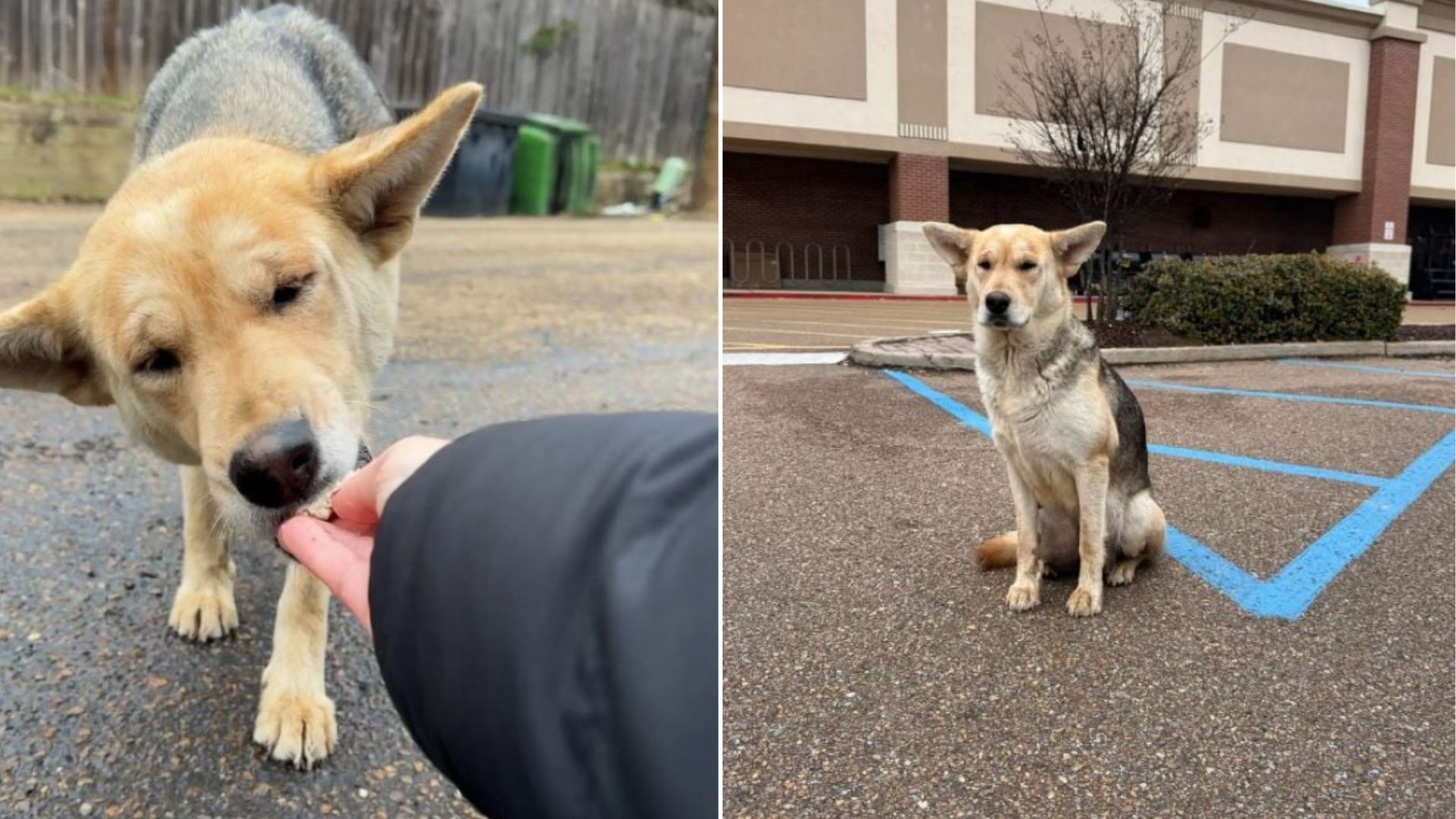 dog on parking lot