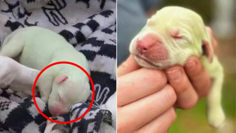 tiny white dog