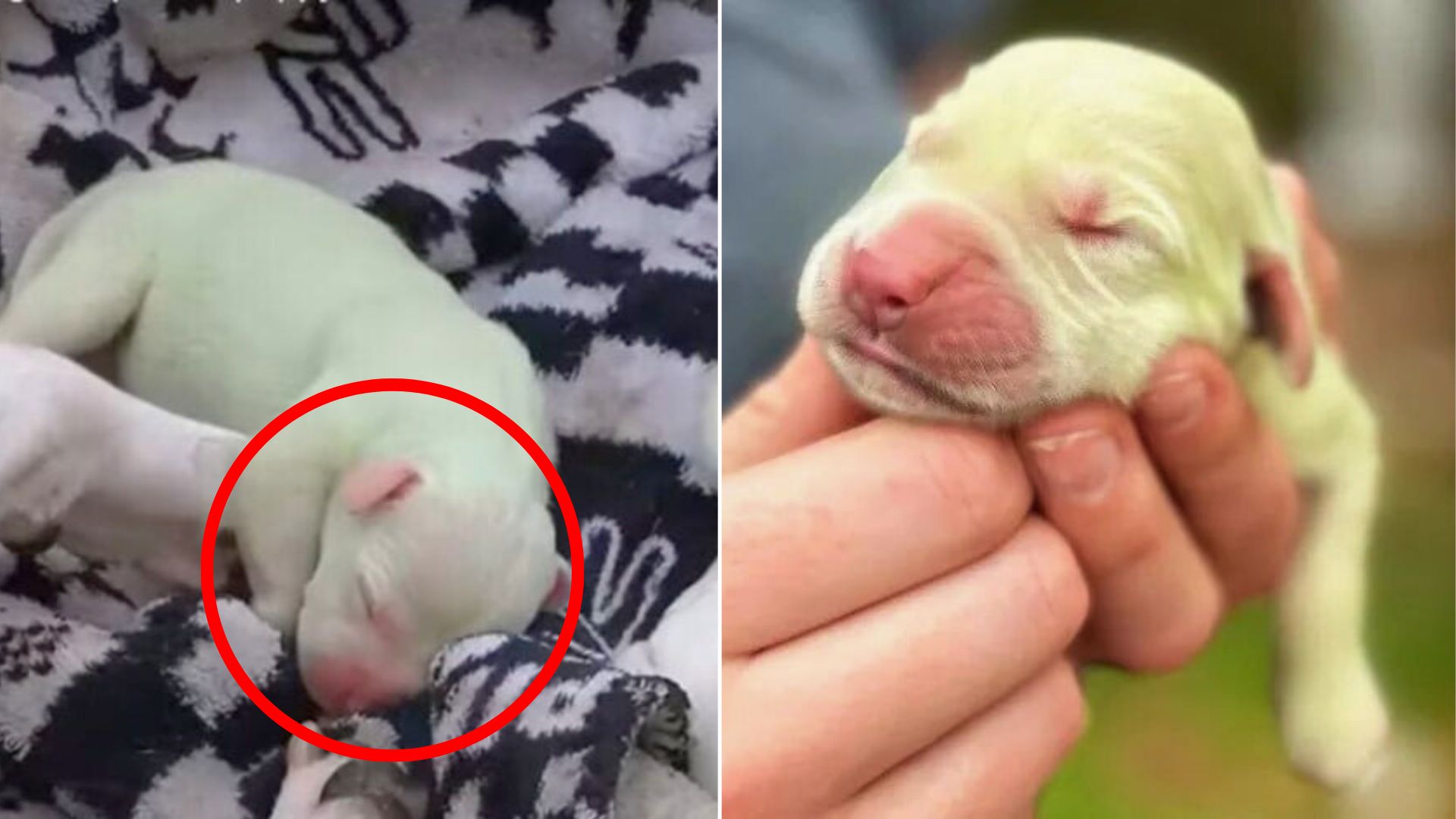 tiny white dog
