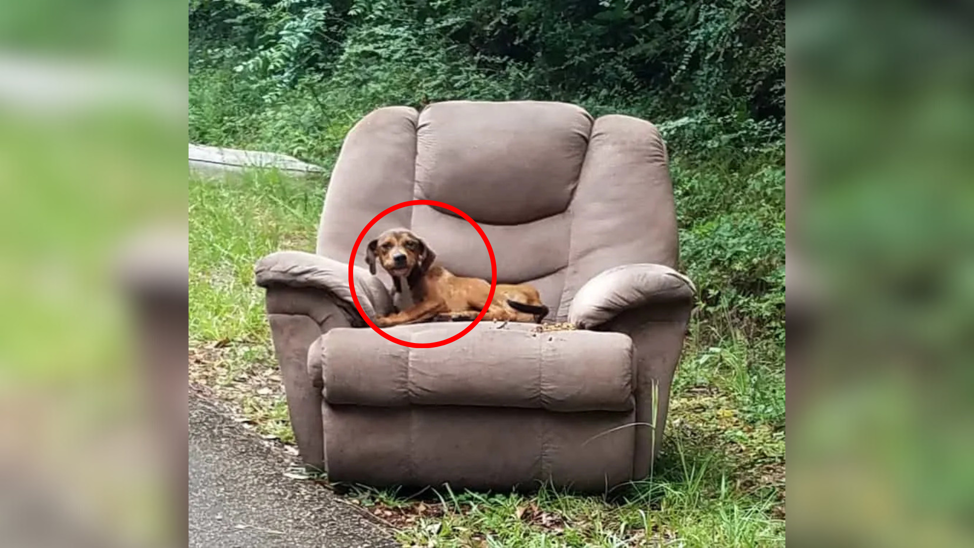 dog on abandoned chair