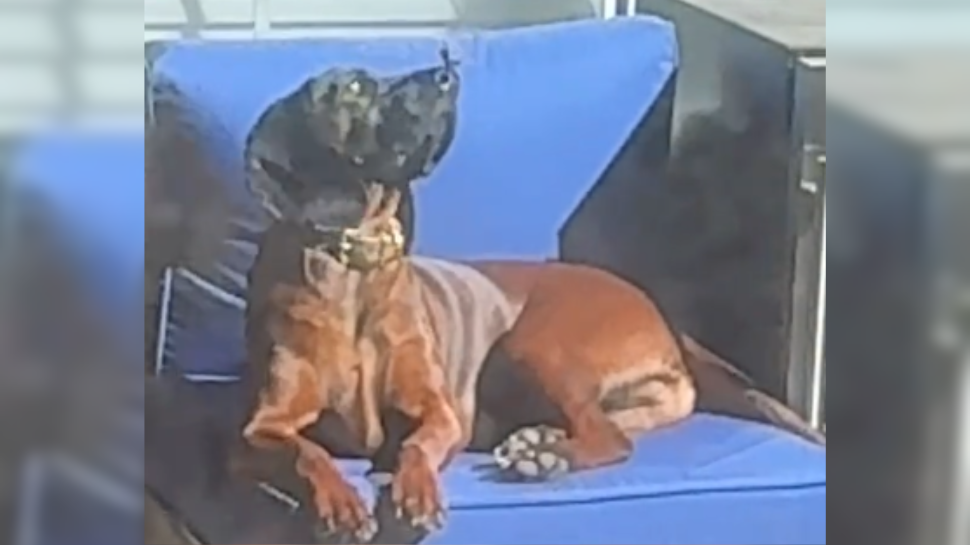 dog with butterfly on nose