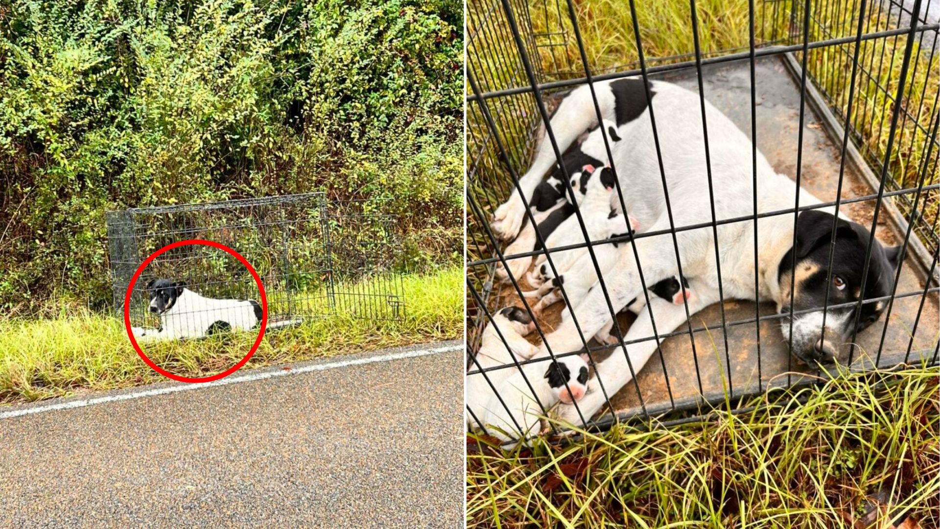abandoned dogs and puppies near road