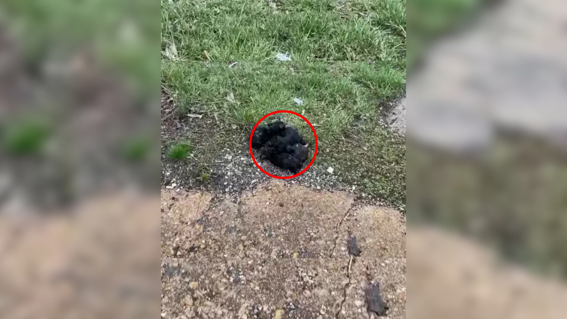 dark shape near road
