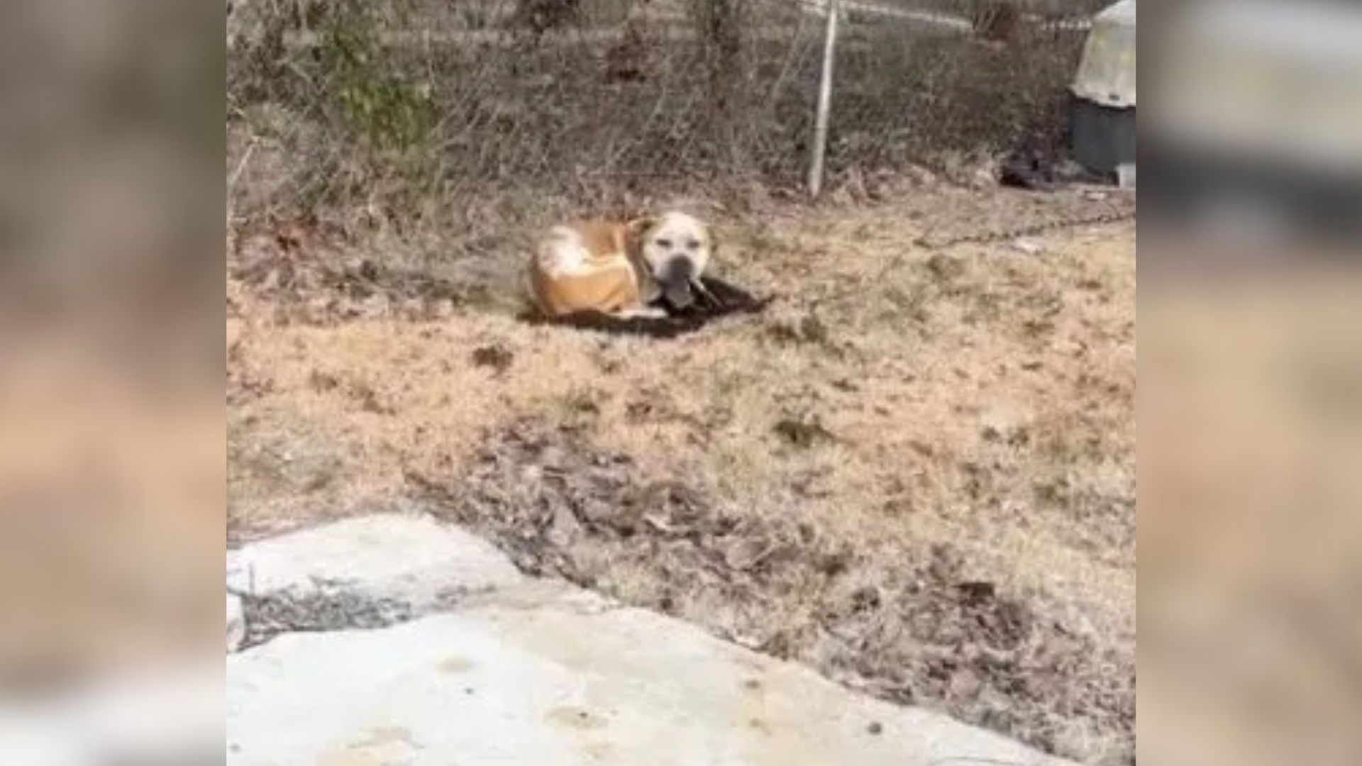dog laying down