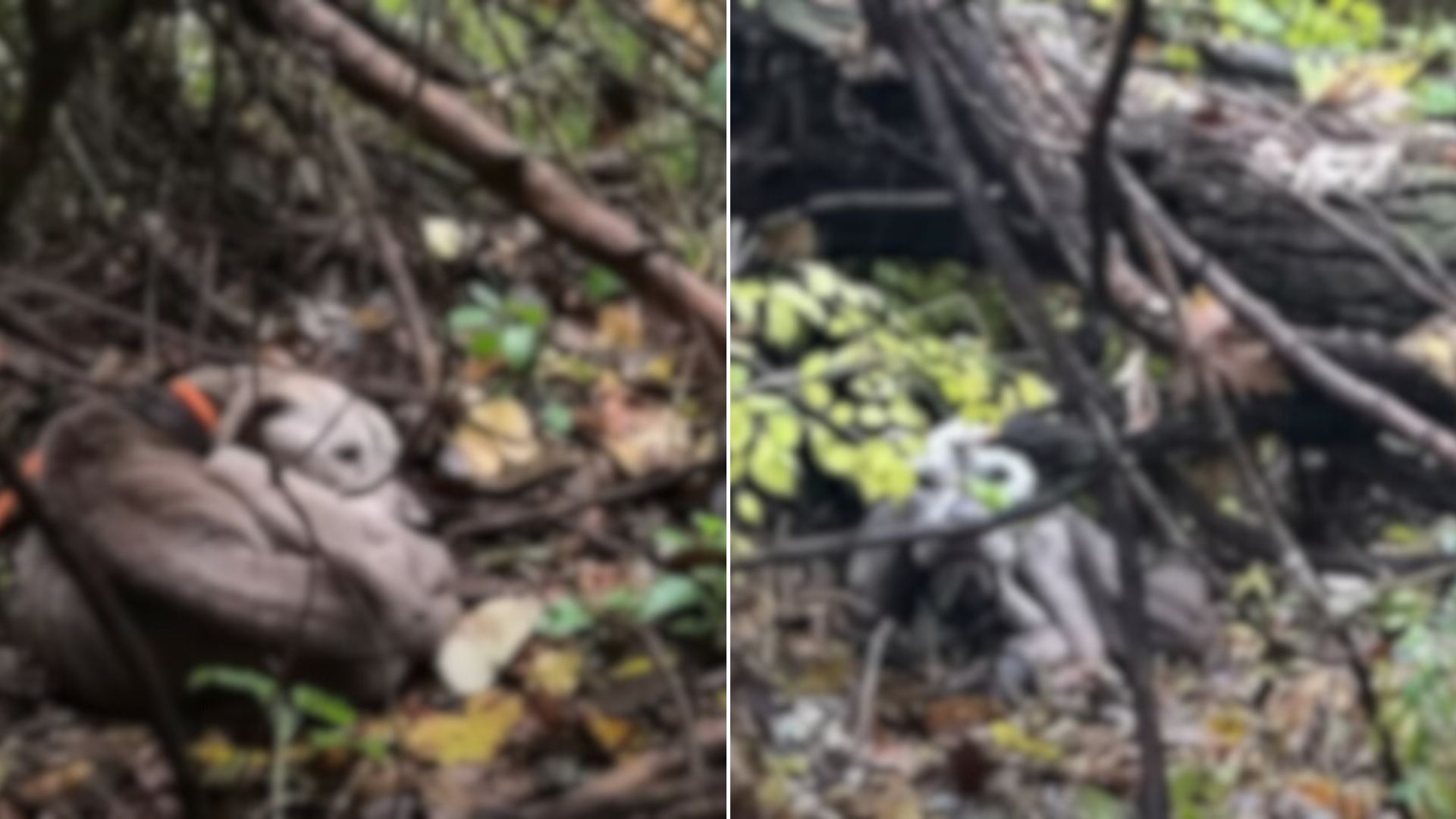 dog in forest