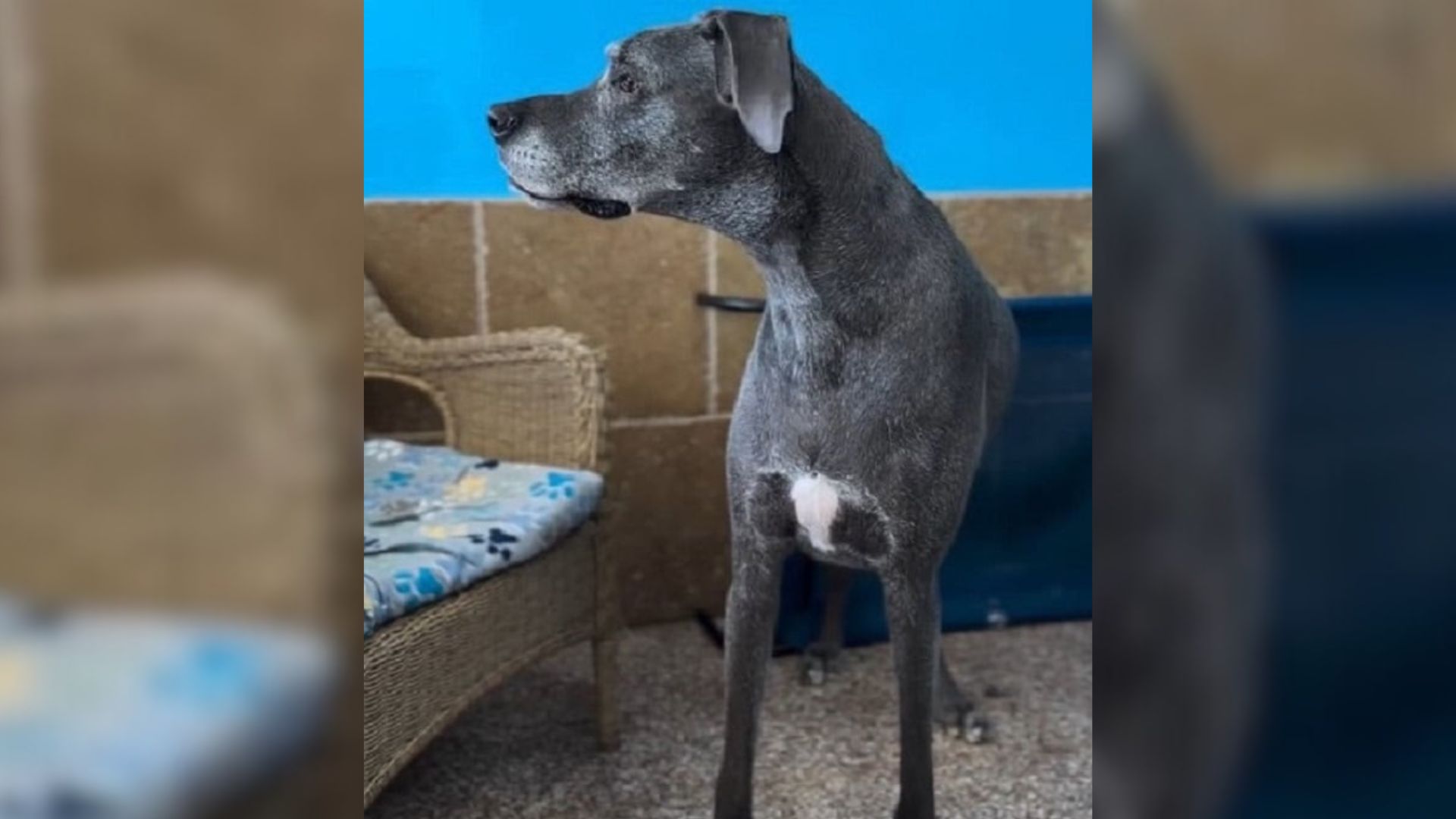 senior black dog