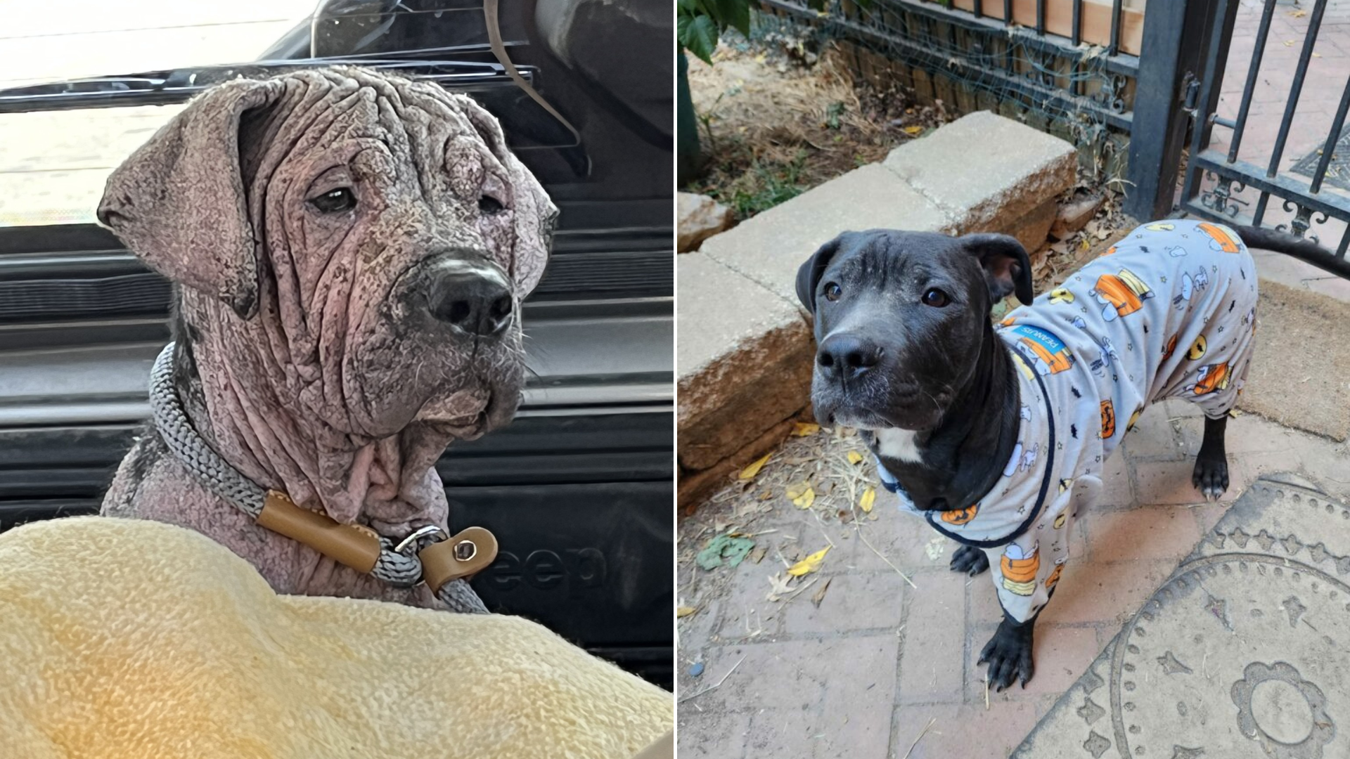 dog with skin disease
