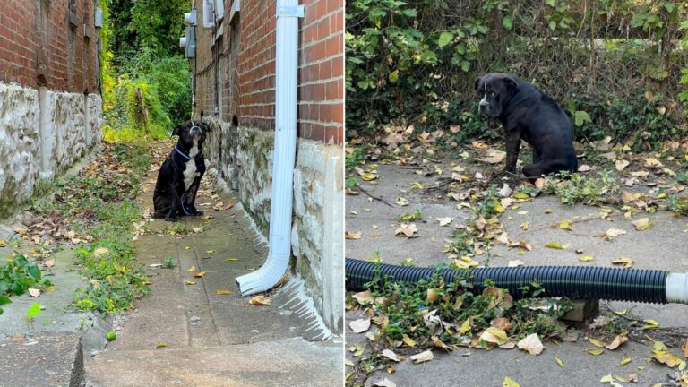 adorable tiny black puppy