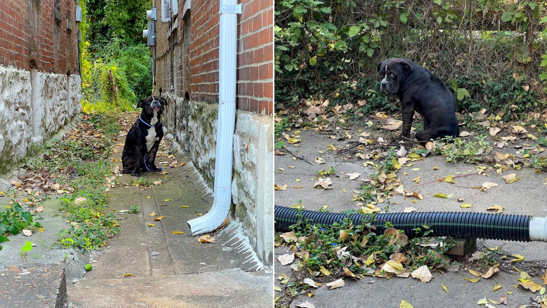 adorable tiny black puppy