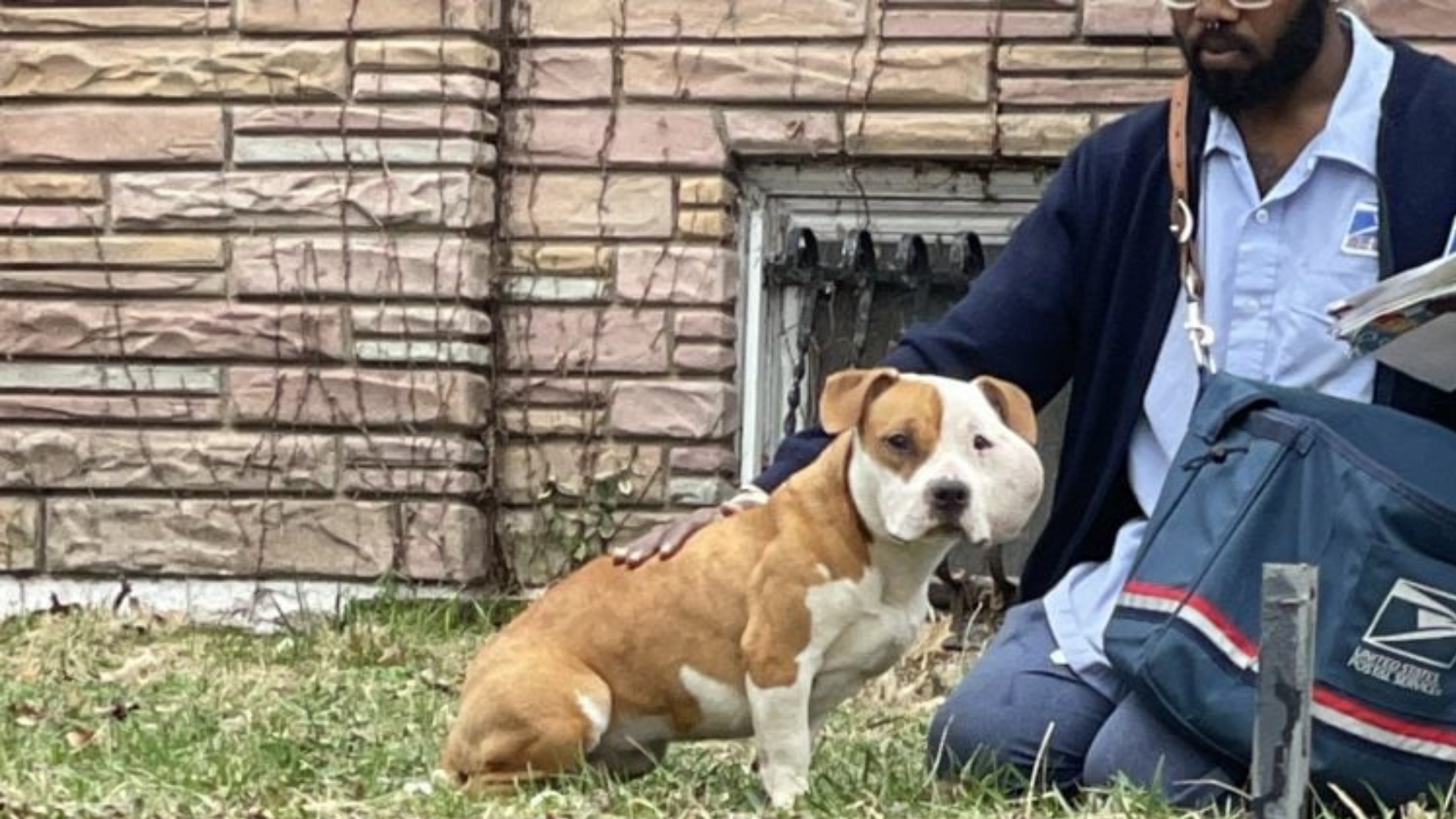 dog with swollen face