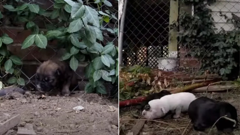 stray puppies