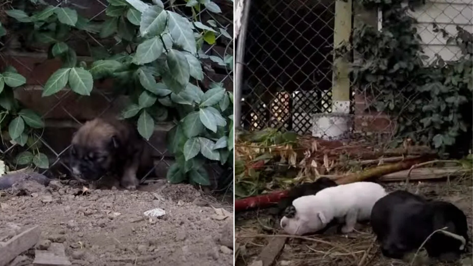 stray puppies