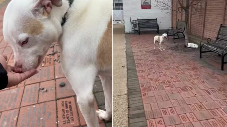 cute white dog