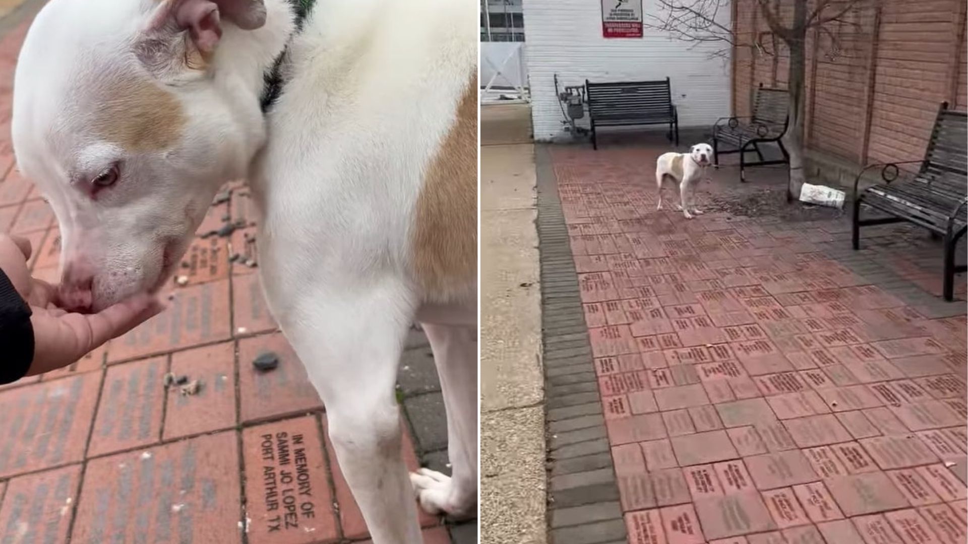 cute white dog