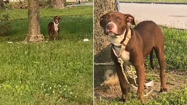 dog tied to a tree
