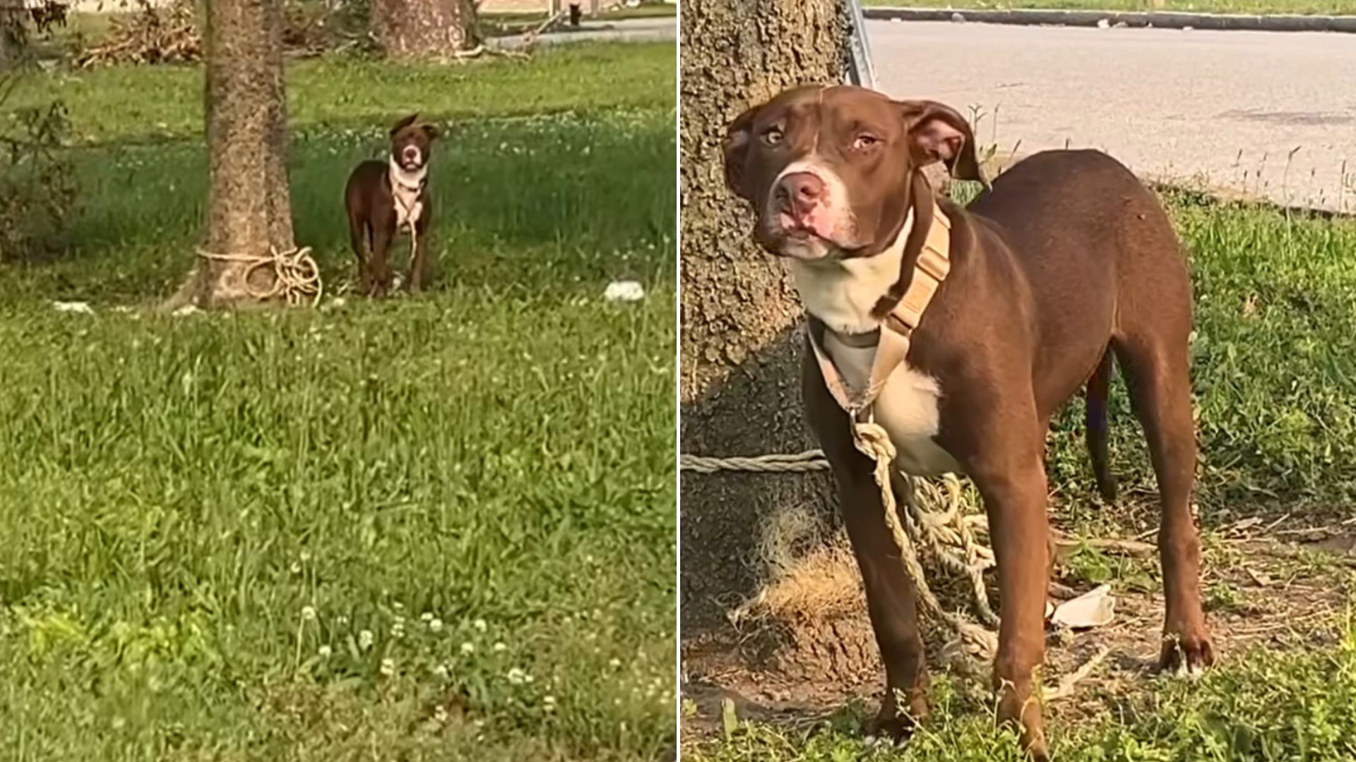 dog tied to a tree