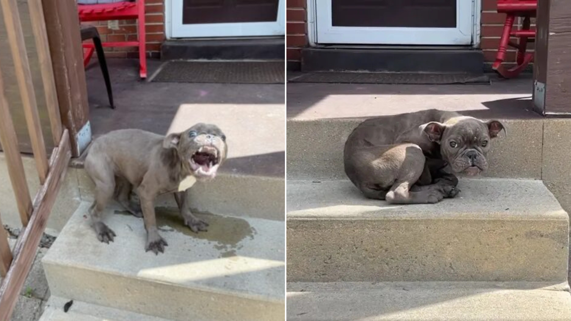 scared dog on porch