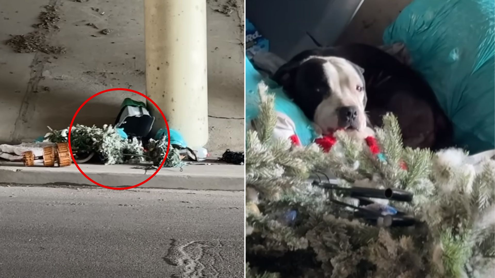 dog in bush