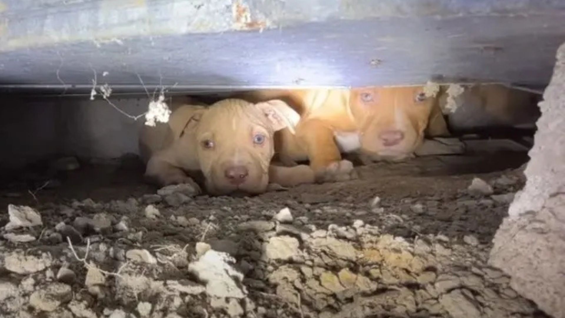 animals in crawl space