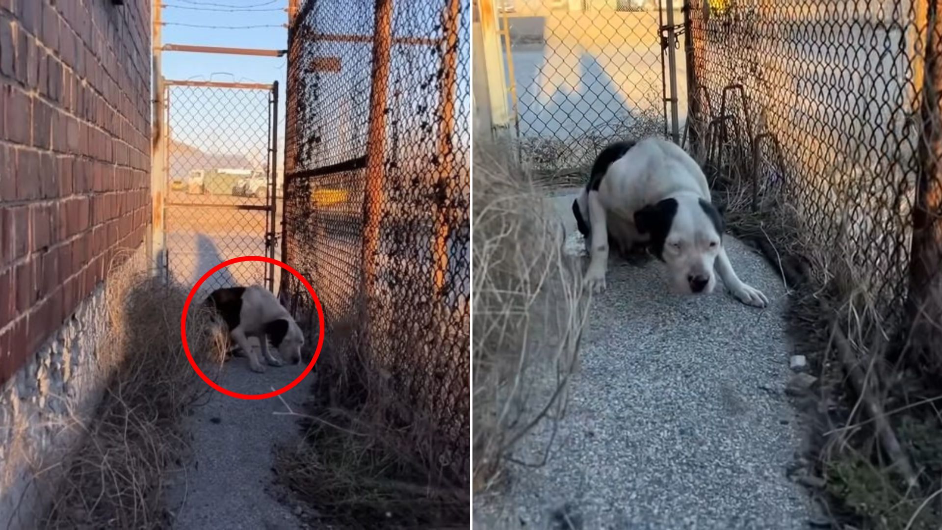 scared dog laying down