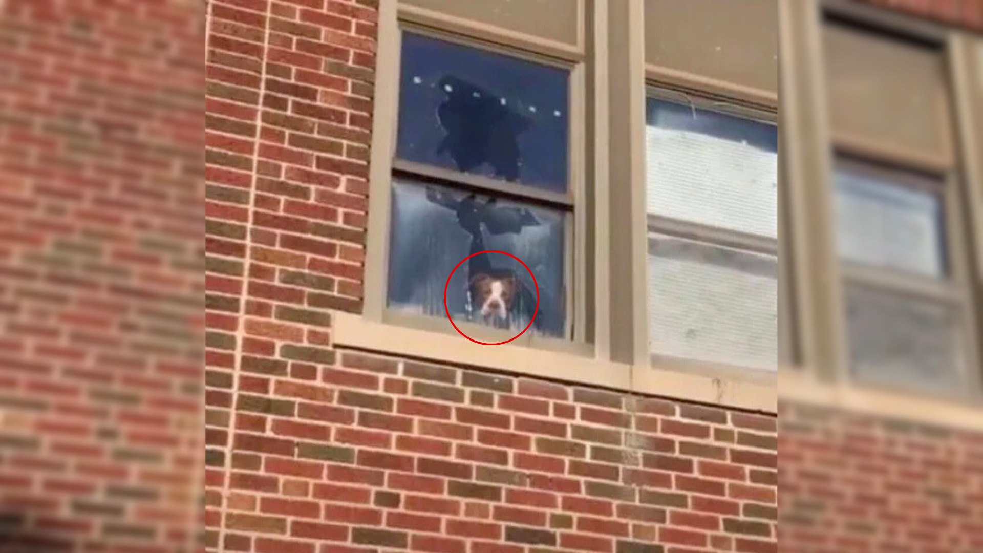 dog looking out of a window