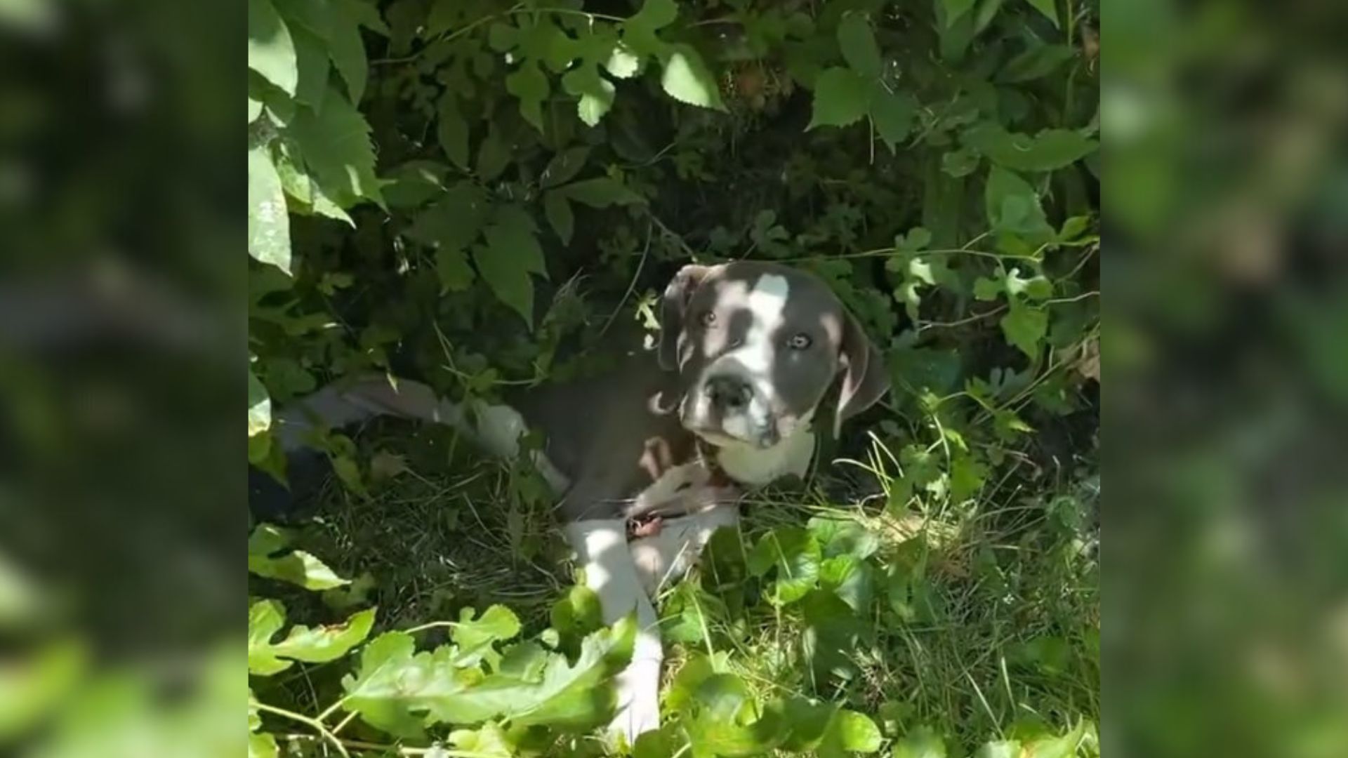 dog in bushes