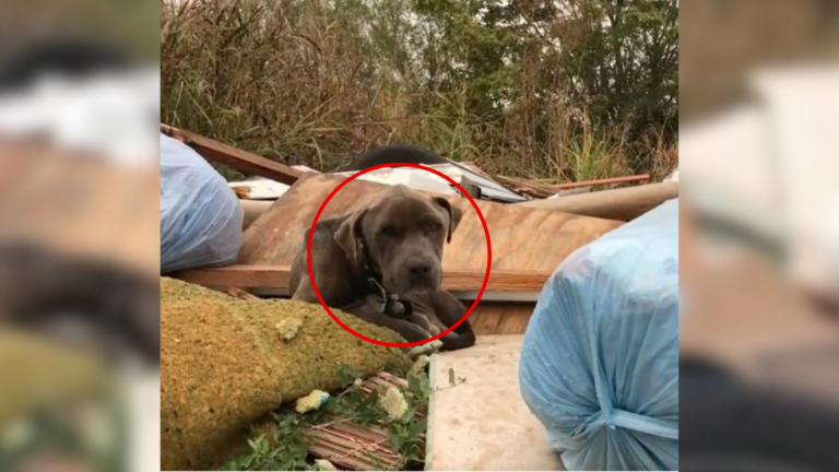 dog on trash pile