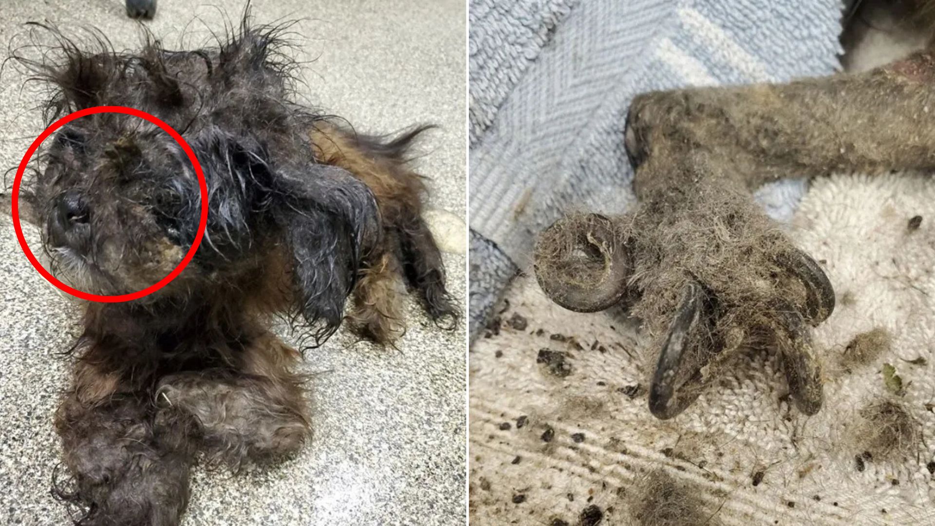 dog with matted fur
