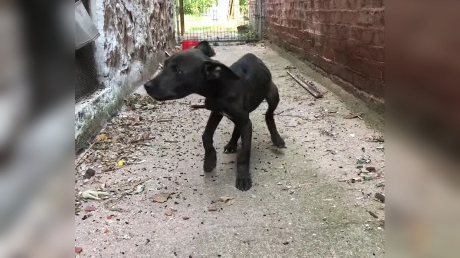 tiny black pup