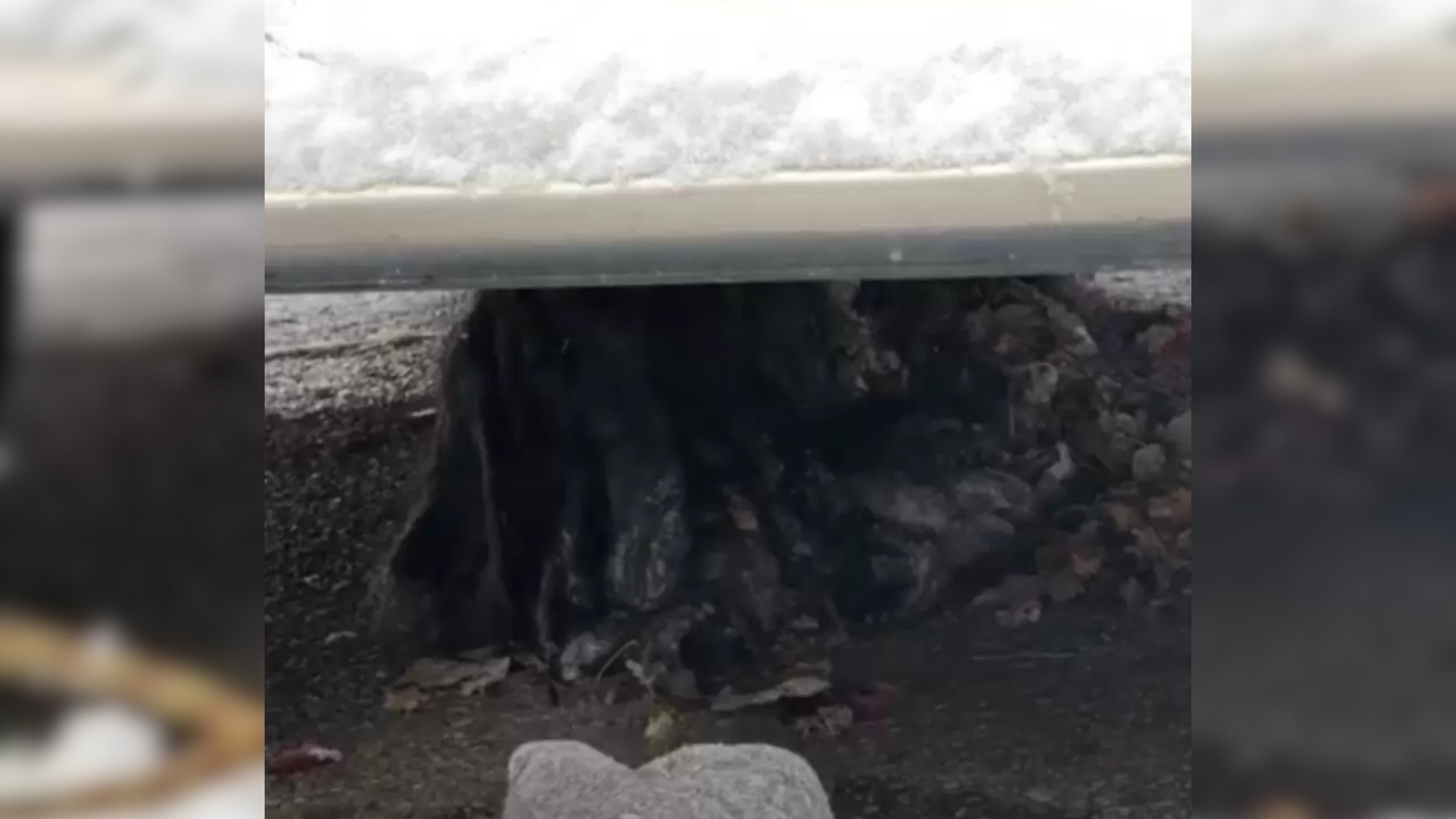 Missouri Rescuers Found A Living Shape Under A Van And Uncovered Something Worse