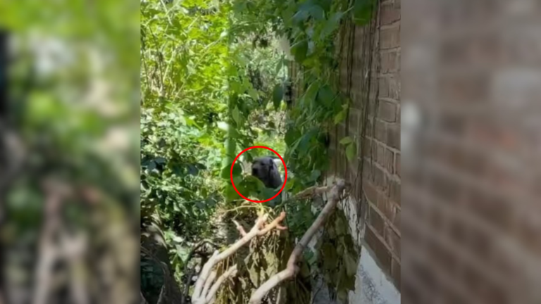 dog hiding among bushes