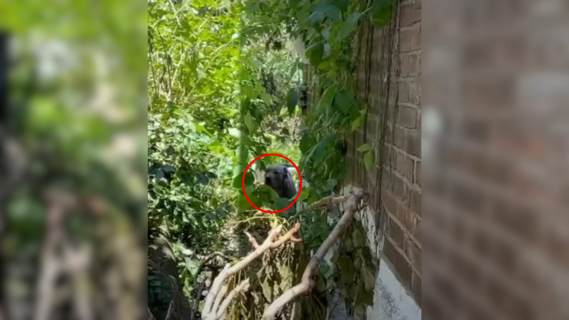 dog hiding among bushes