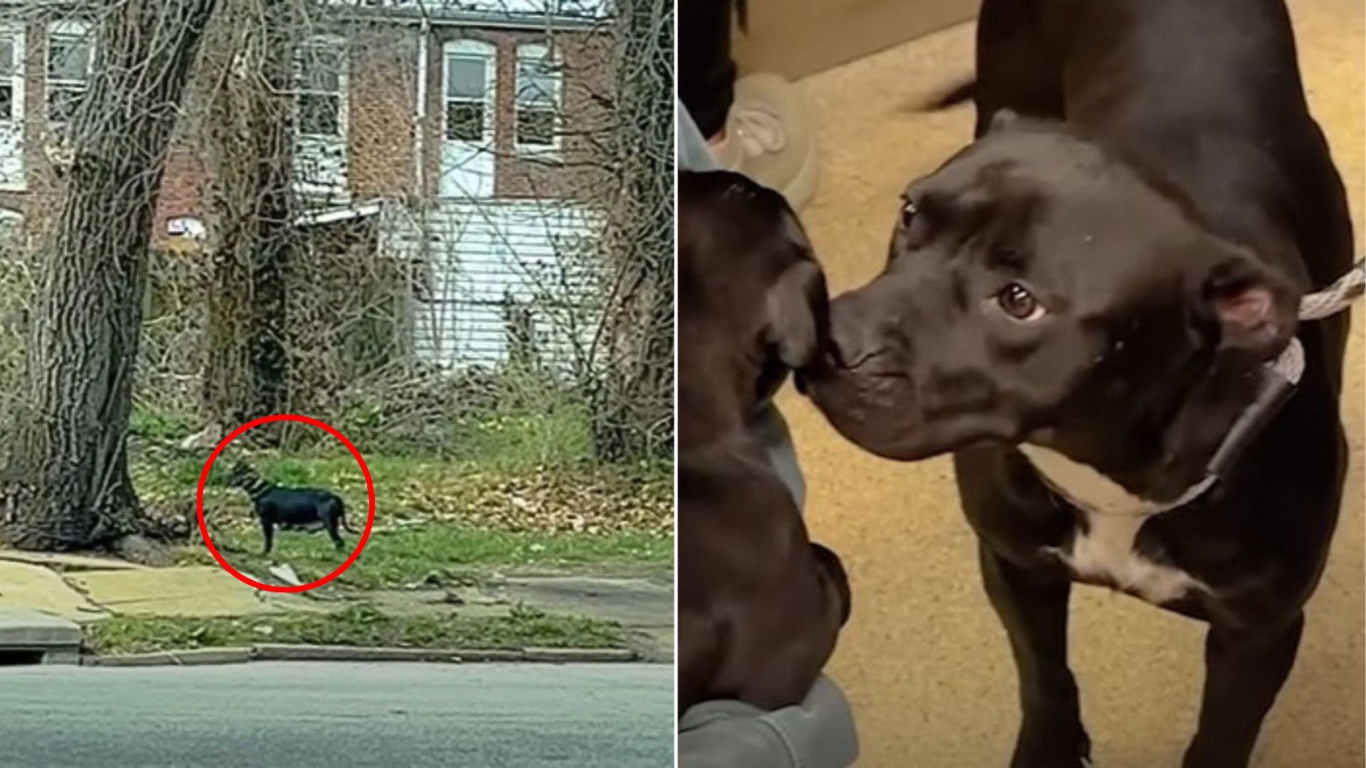 adorable senior dog