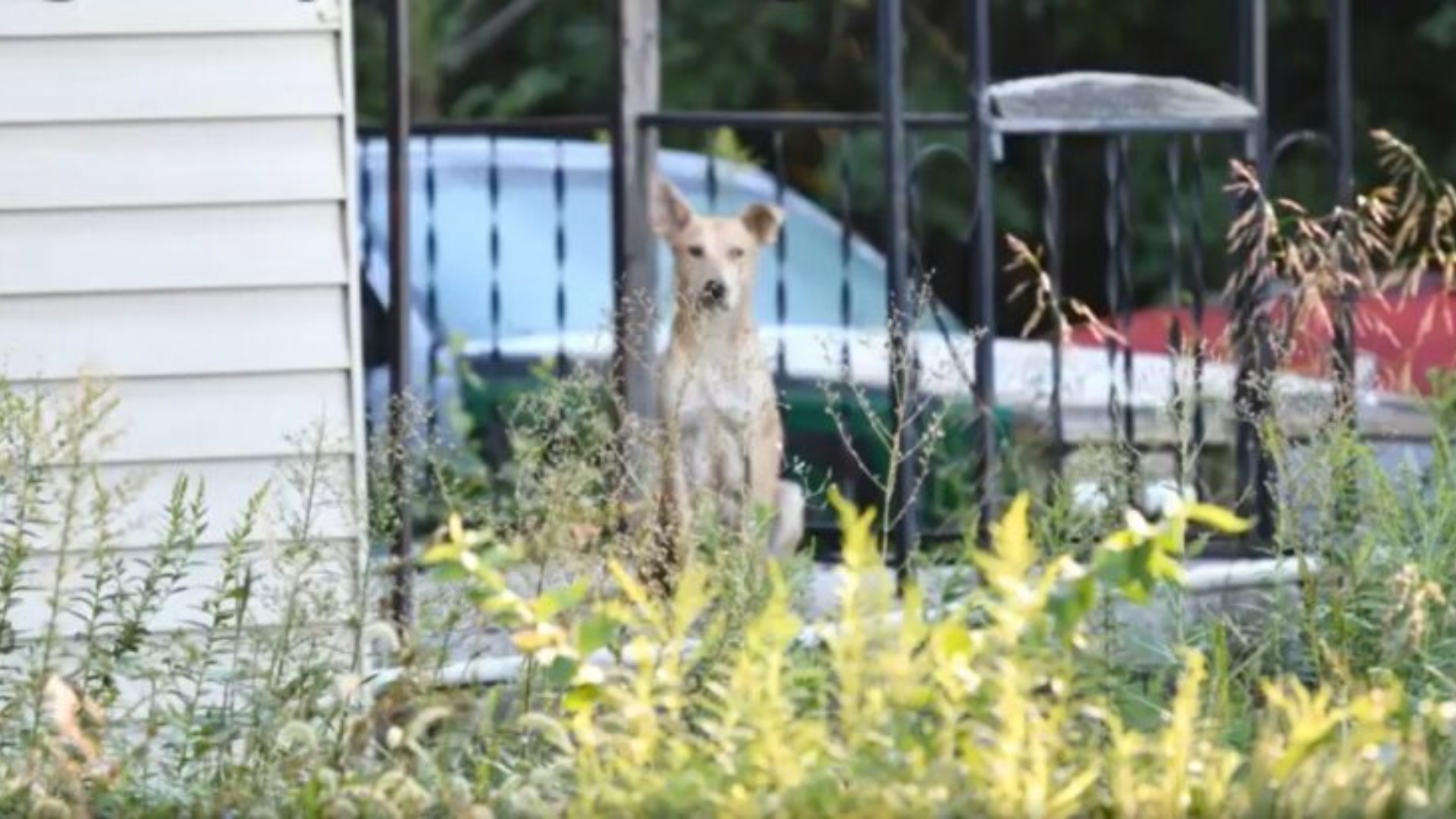 stray dog in grass
