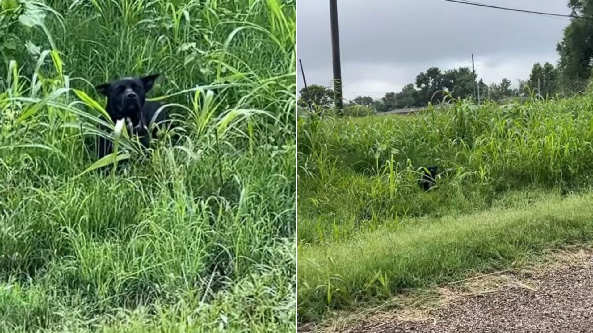 dog in tall grass