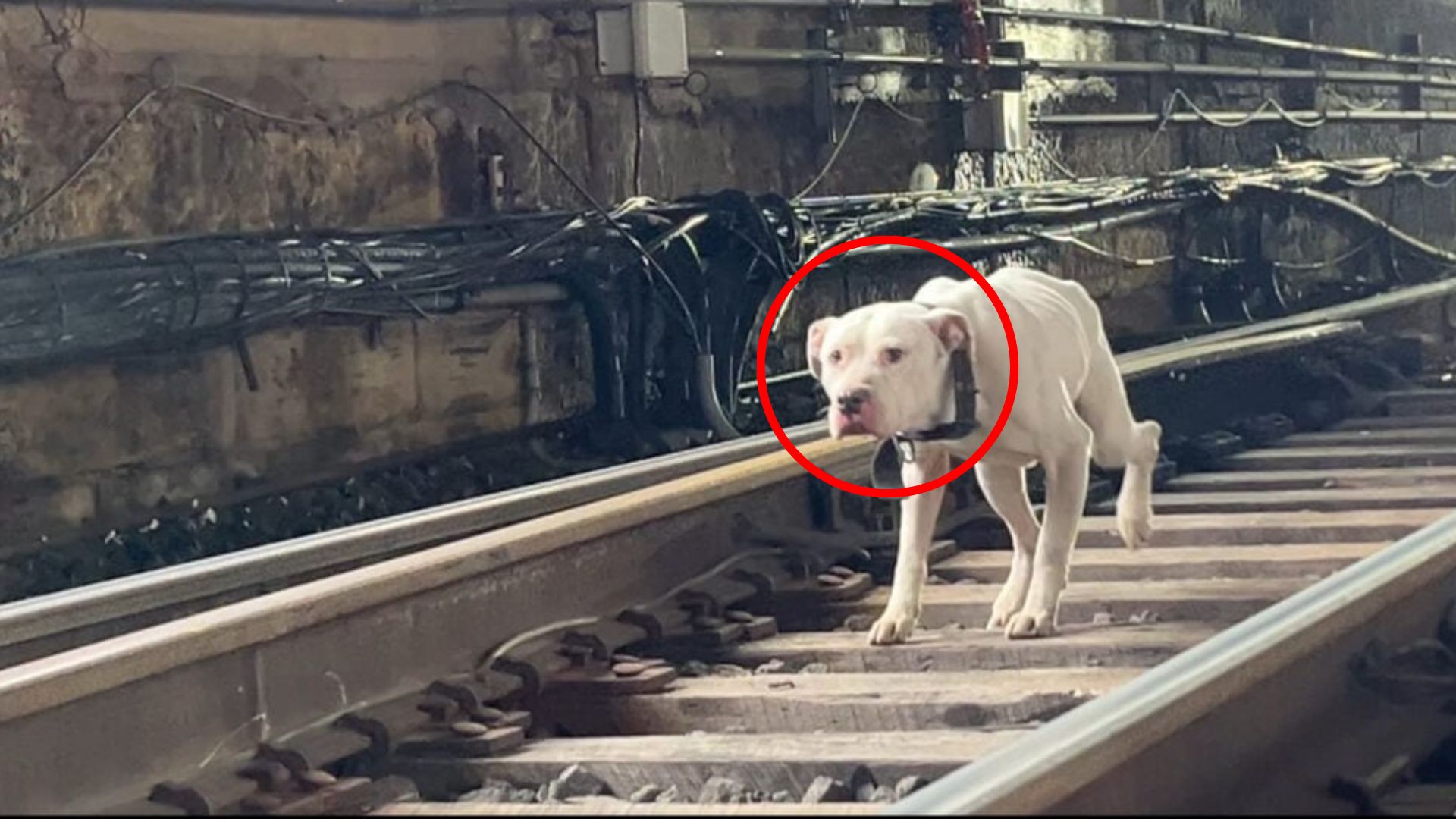 dog on tracks