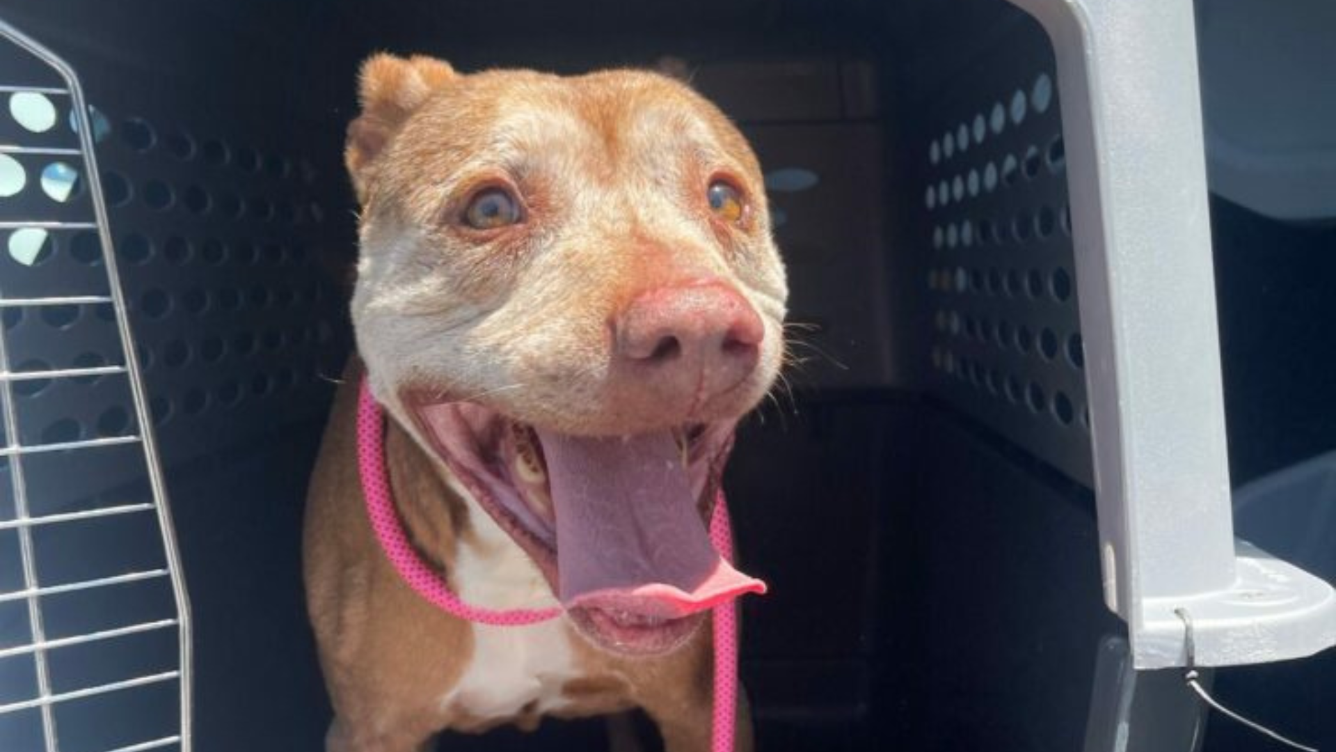 smiling dog in carrier