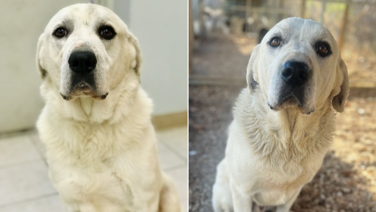 large white dog