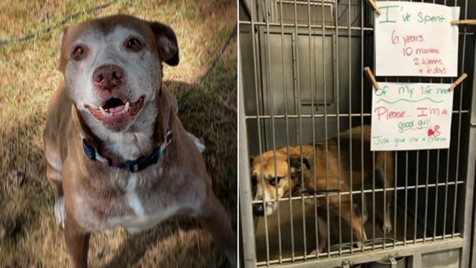 sweet shelter dog