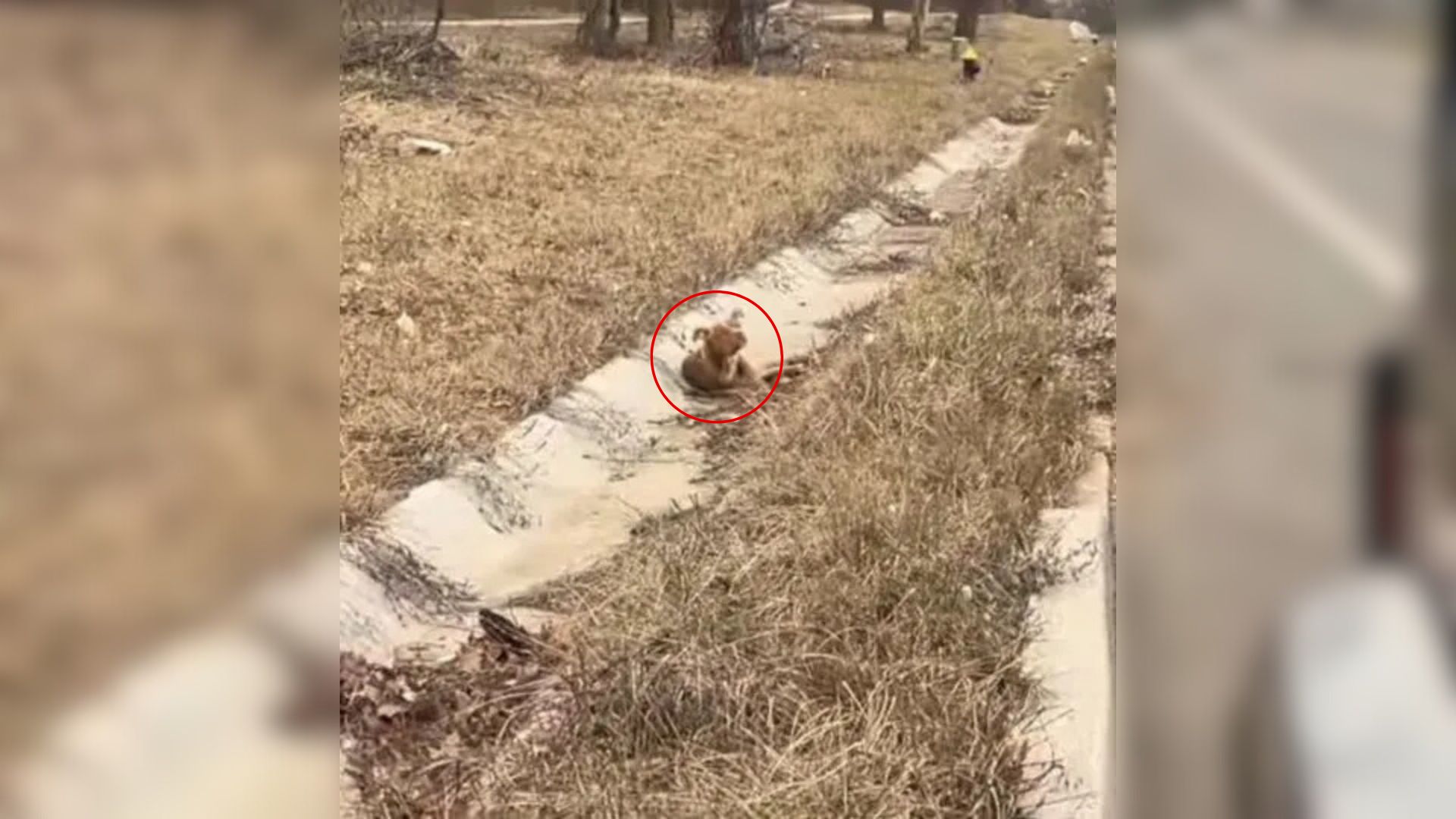 abandoned stray pup