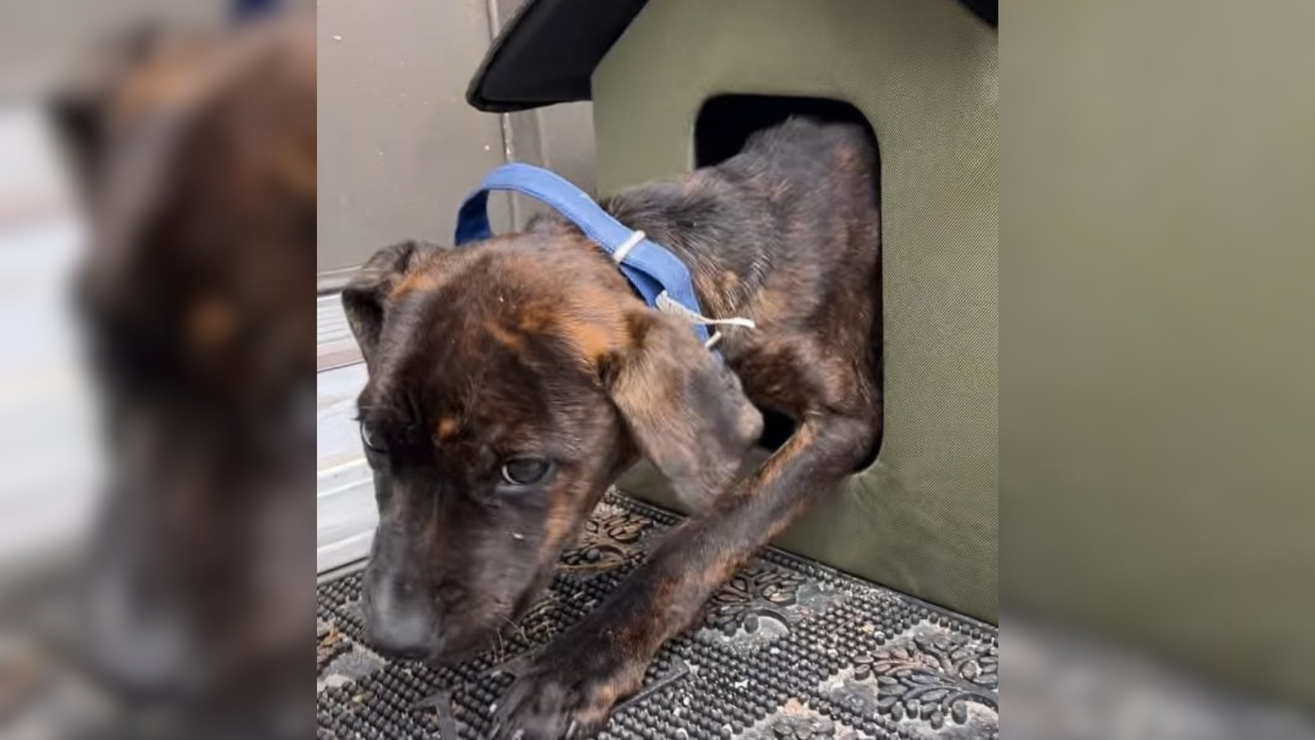 dog in cat house