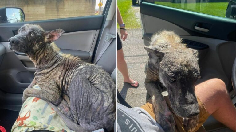 injured dog in car