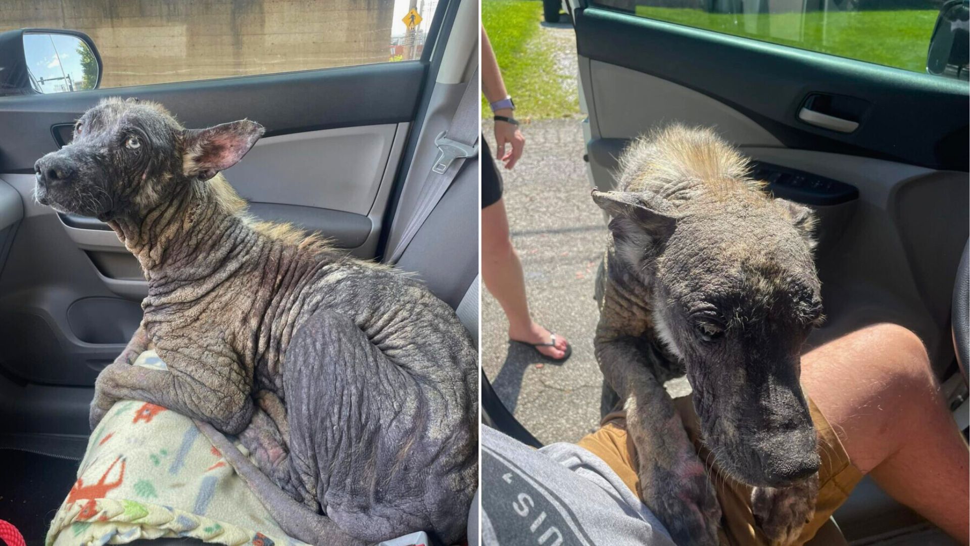 injured dog in car