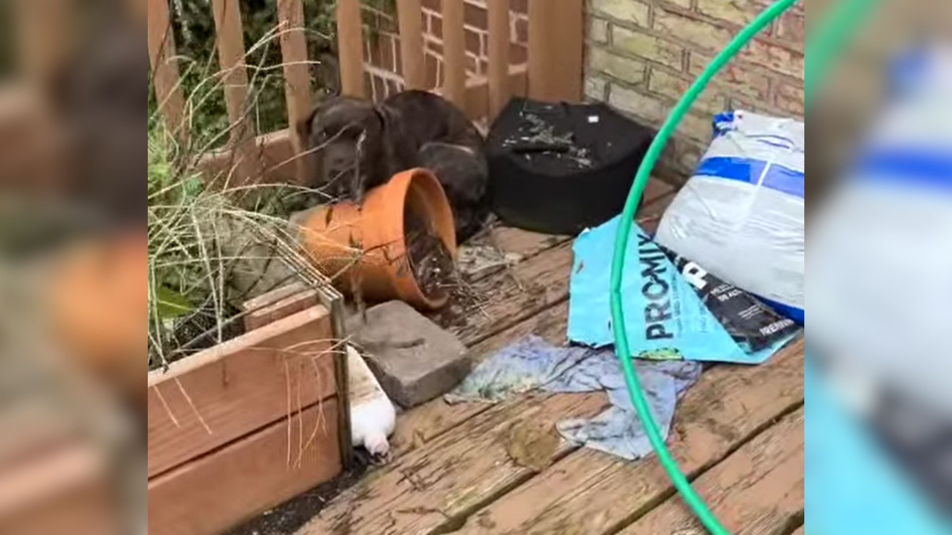 stray on porch