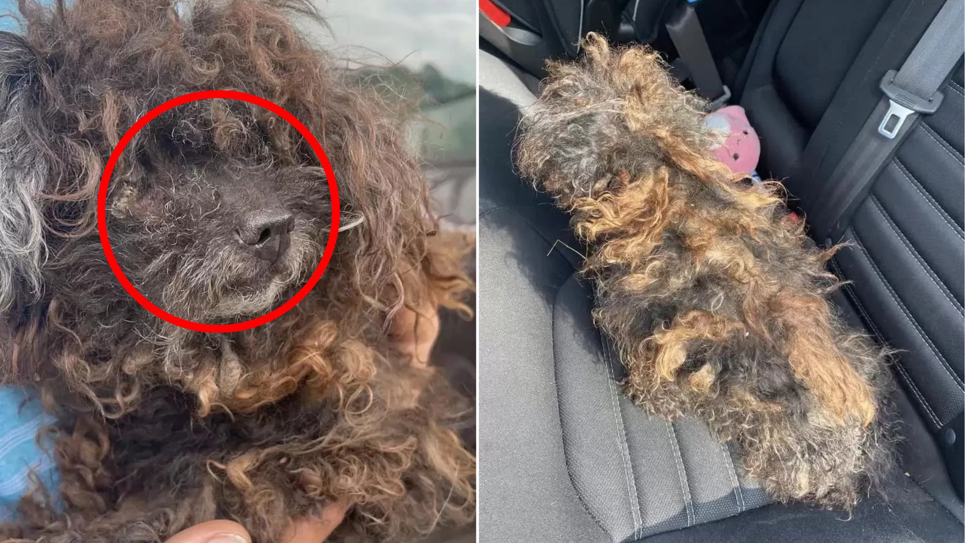 matted dog