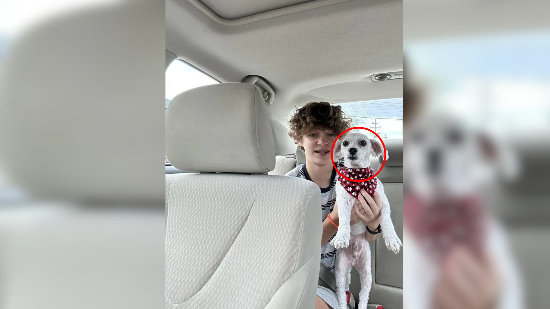 dog and boy in car