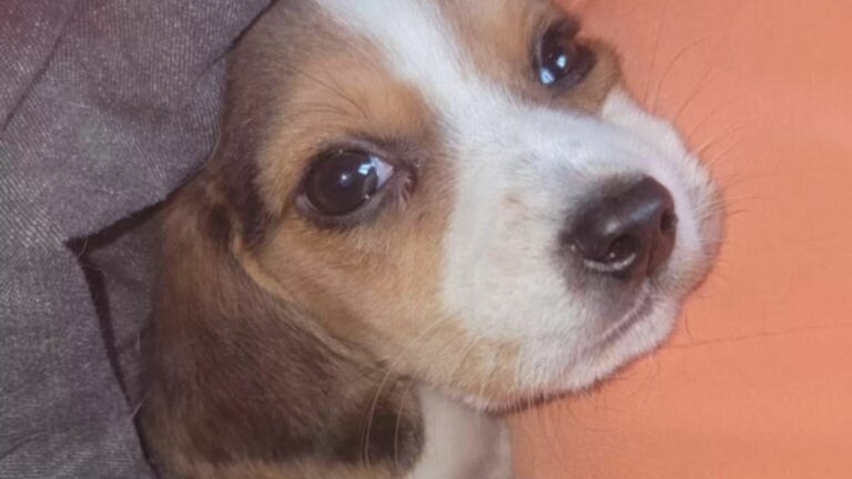 cute puppy