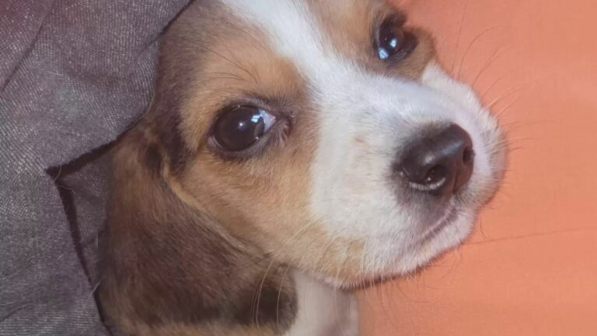 cute puppy
