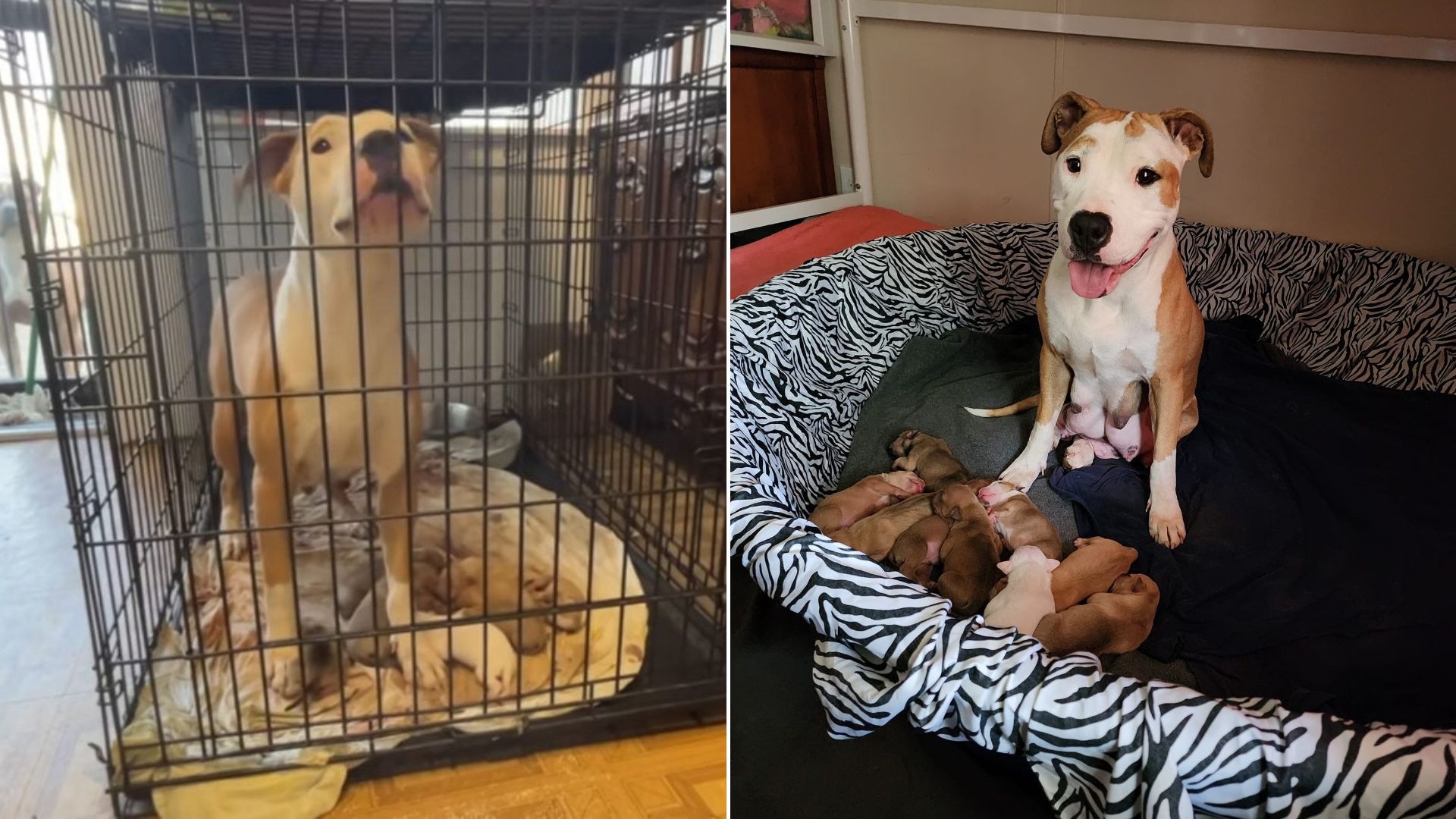 pregnant dog