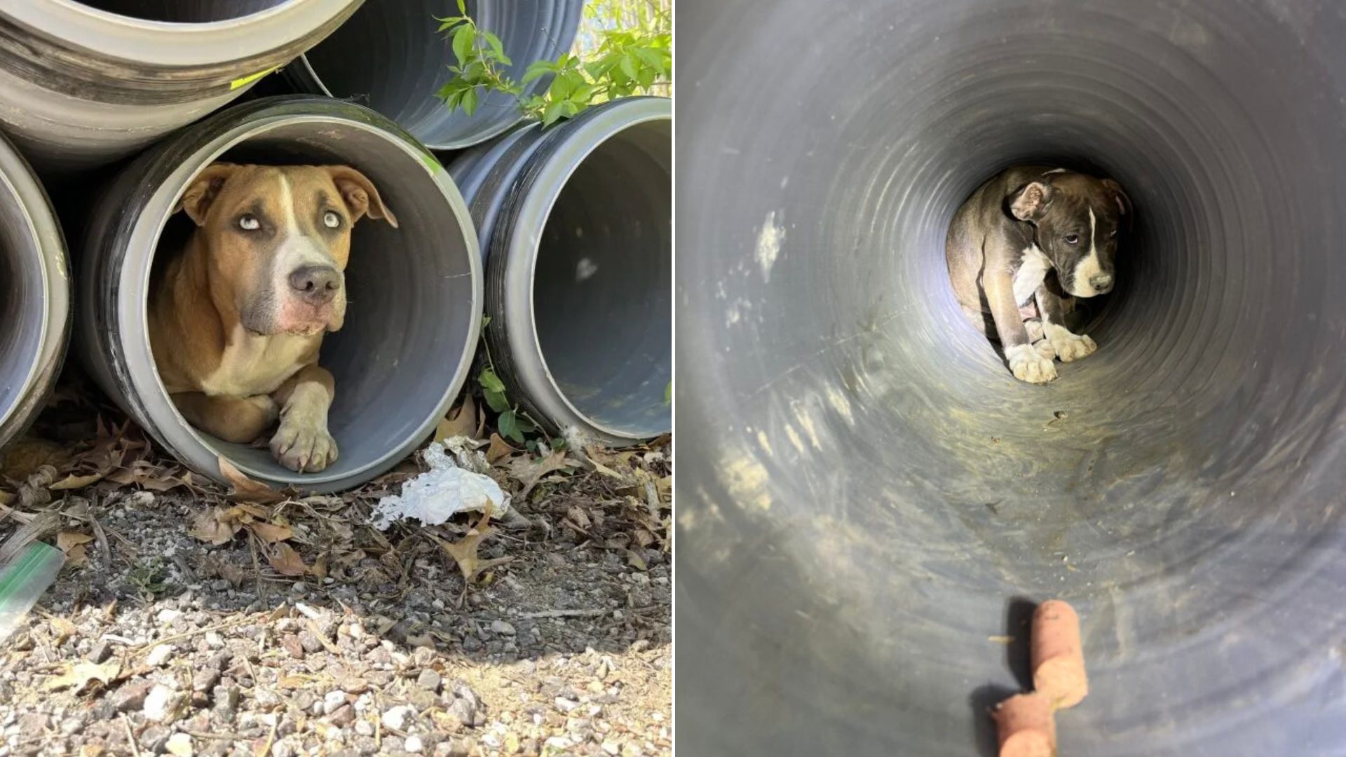dog in metal tube
